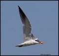 _9SB1036 caspian tern with fish
